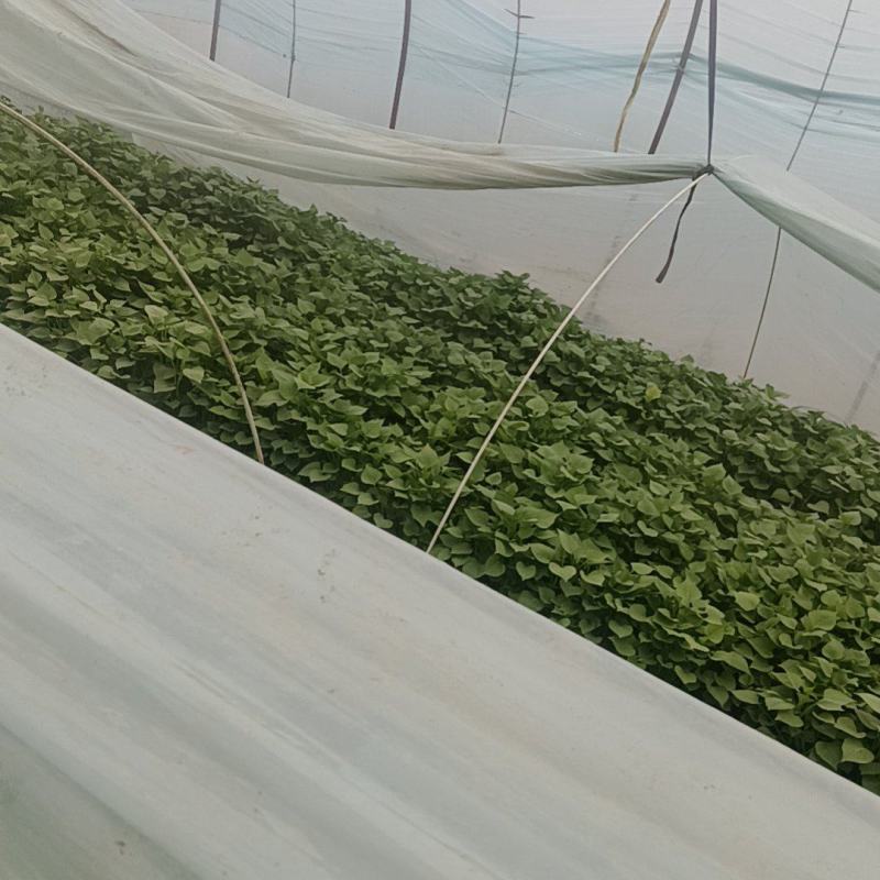 玛莎离地瓜苗脱毒德州夏津