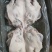4.5品质猪头肉一手货源保质保量随时有货