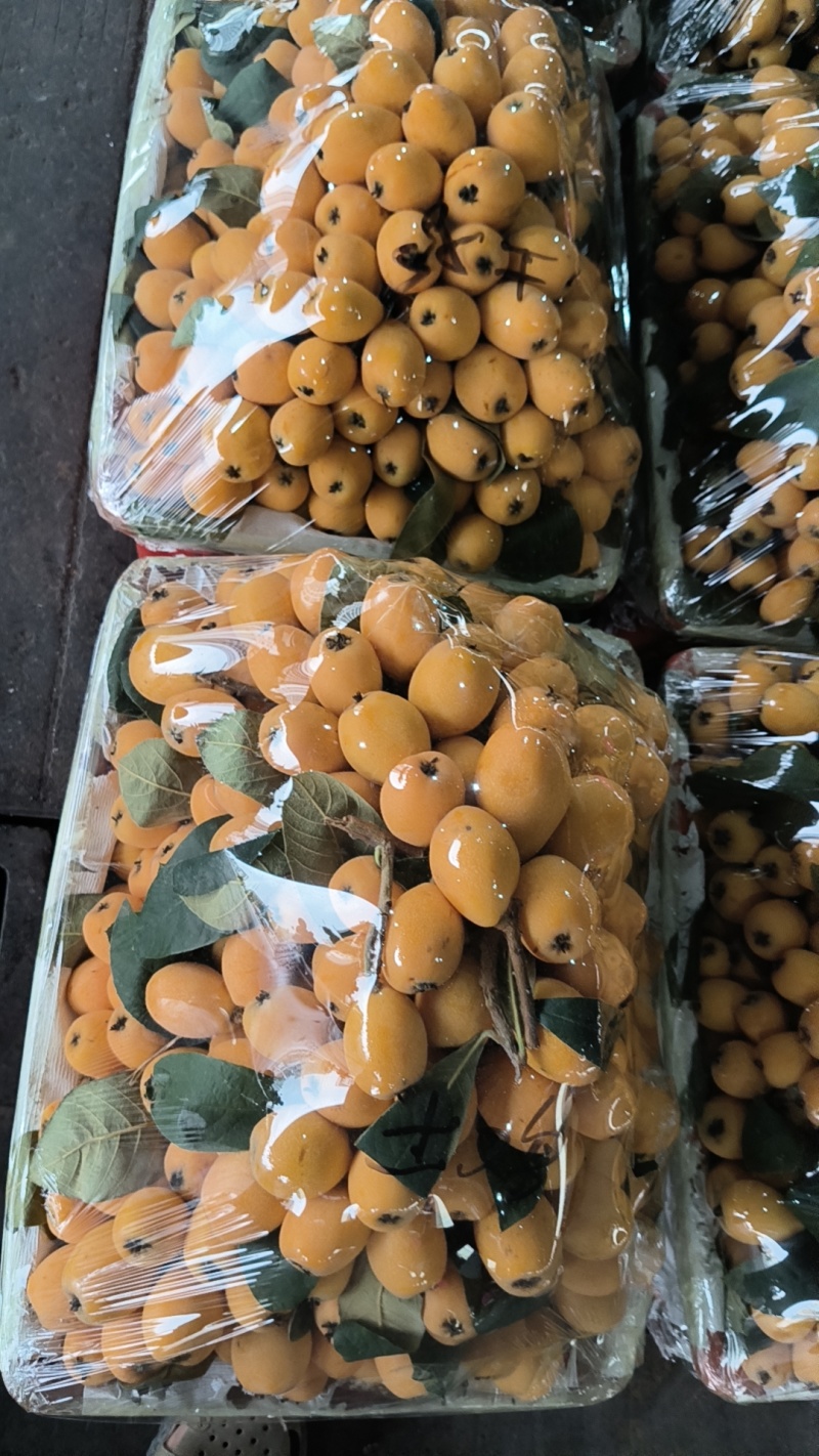 长虹枇杷大五星枇杷，春花枇杷批发市场，枇杷一件代发