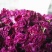 平阴玫瑰干花冠茶260克玫瑰花茶花冠新鲜玫瑰干花泡茶