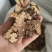 《苍术》内蒙苍术朱砂点多正品干货苍术片