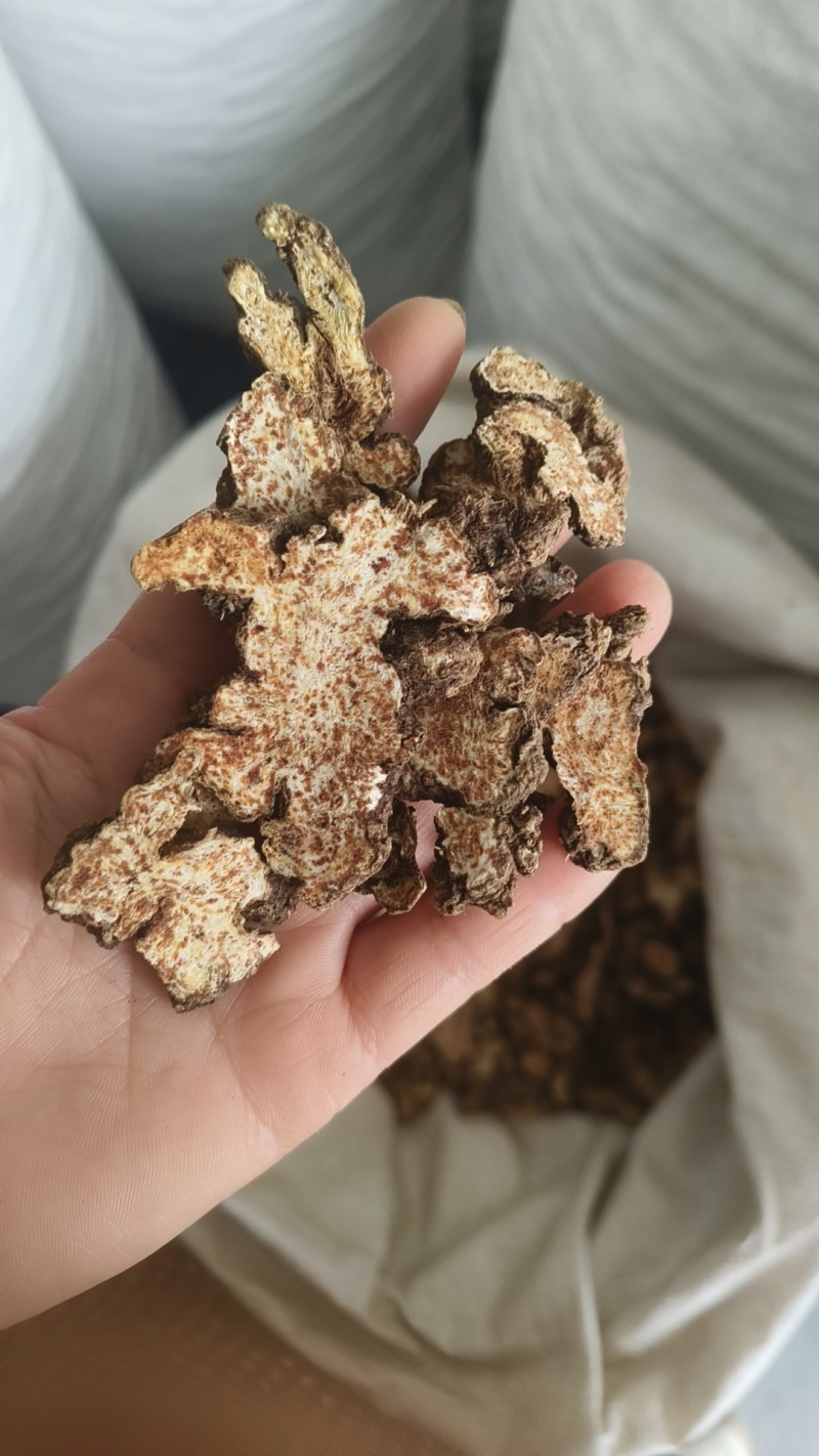 《苍术》内蒙苍术朱砂点多正品干货苍术片