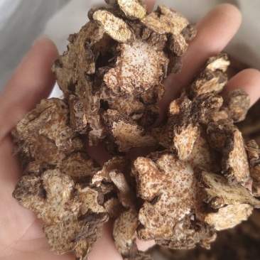 《苍术》内蒙苍术朱砂点多正品干货苍术片