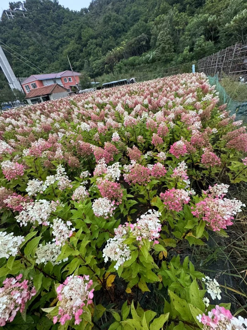 自家木绣球直立绣球大苗小苗规格多品种全现场挖苗