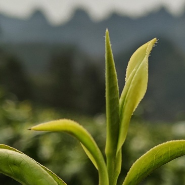 咸丰白茶富硒茶，规格齐全自产自销，产地现货，欢迎来电咨询