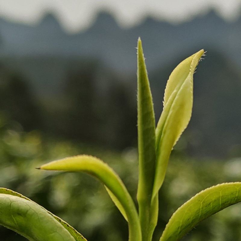 咸丰白茶富硒茶，规格齐全自产自销，产地现货，欢迎来电咨询