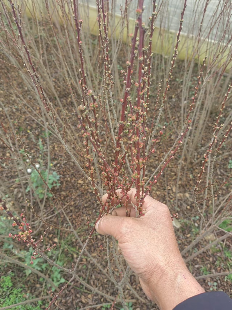 自家小叶丁香枝条多花香浓郁大苗小苗都有