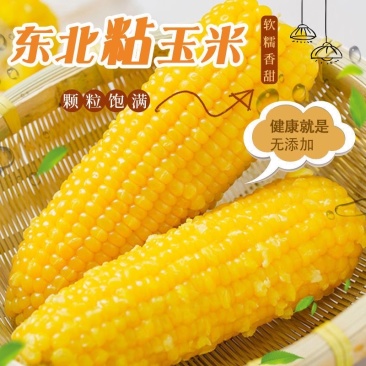 正宗东北黄糯玉米棒真空包装电商一件代发