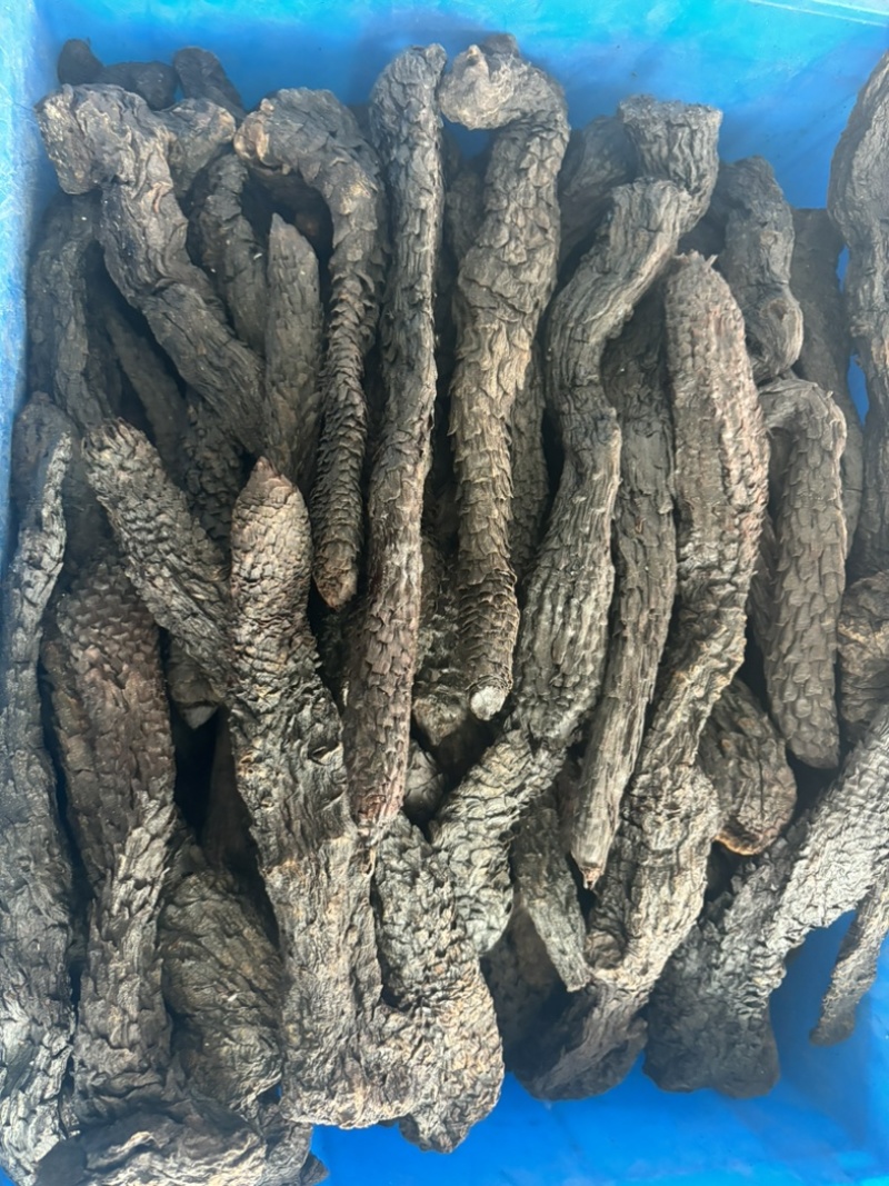 中药材肉苁蓉批发