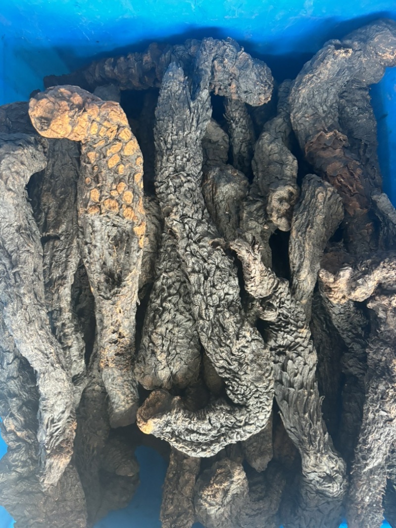 中药材肉苁蓉片