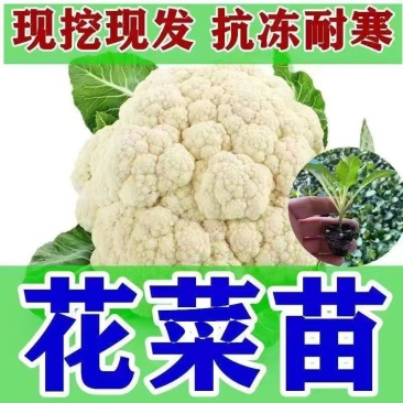 山东寿光花菜苗泽鸿松花菜早熟基地直发