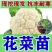 山东寿光花菜苗泽鸿松花菜早熟基地直发