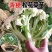 山东寿光花菜苗泽鸿松花菜早熟基地直发