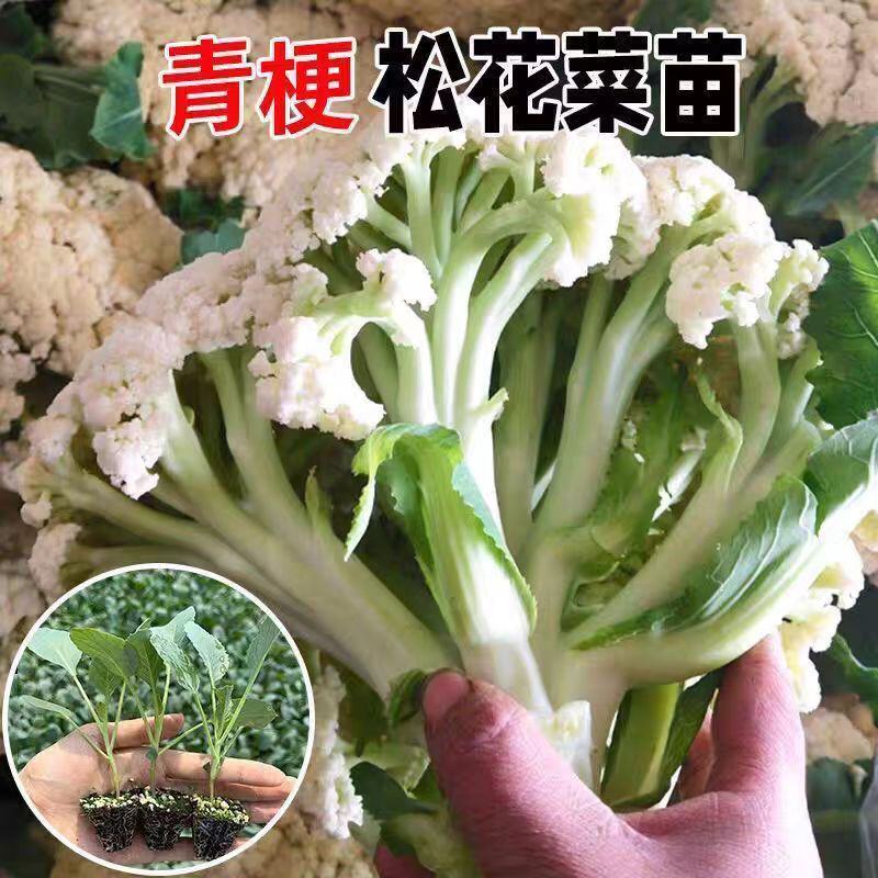 山东寿光花菜苗泽鸿松花菜早熟基地直发