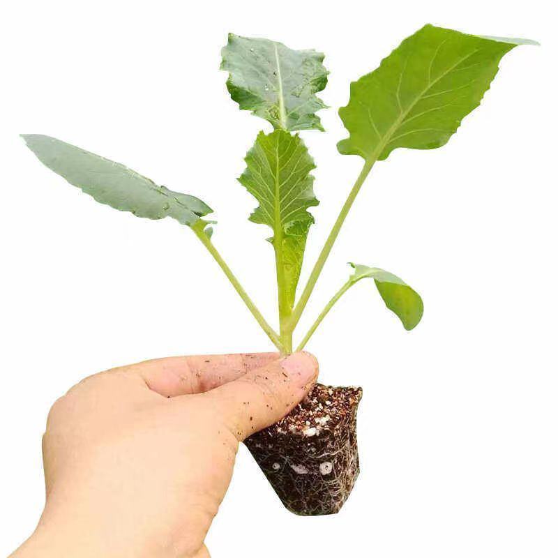 山东寿光花菜苗泽鸿松花菜早熟基地直发