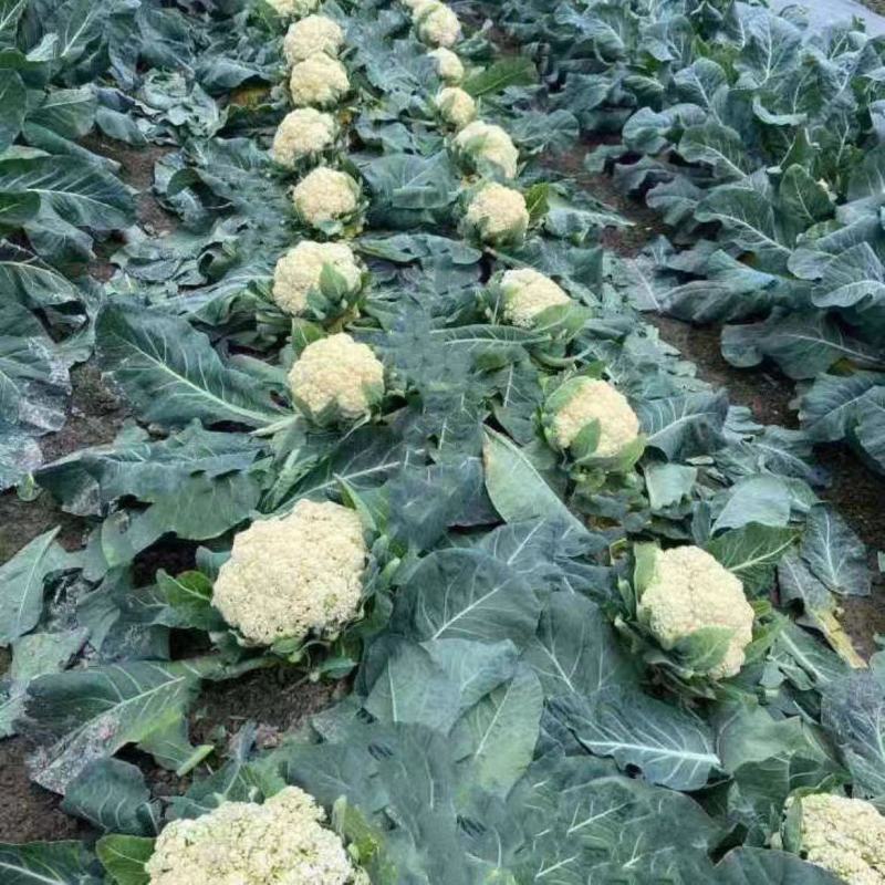 山东寿光花菜苗泽鸿松花菜早熟基地直发