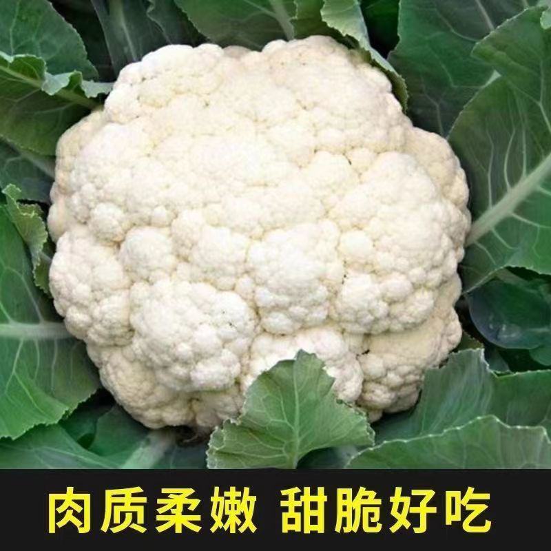 山东寿光花菜苗泽鸿松花菜早熟基地直发
