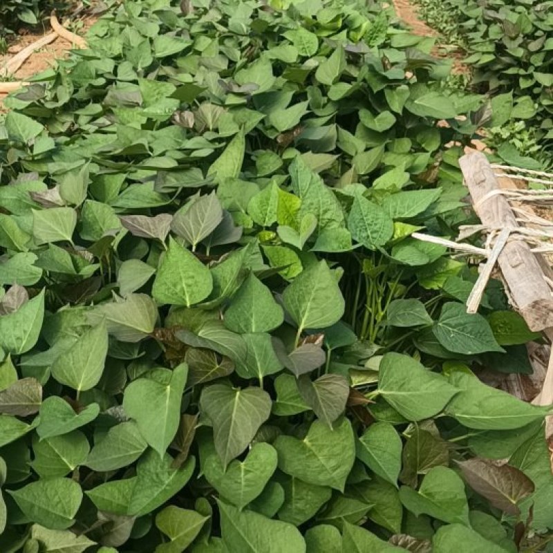 各种红薯苗烟薯26红薯苗全国发货可送货上门技术指导