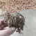 广郁金苗管理方便产量高周期短