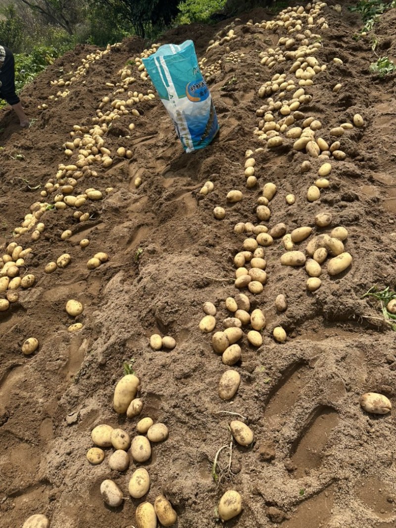 霞浦新土豆上市