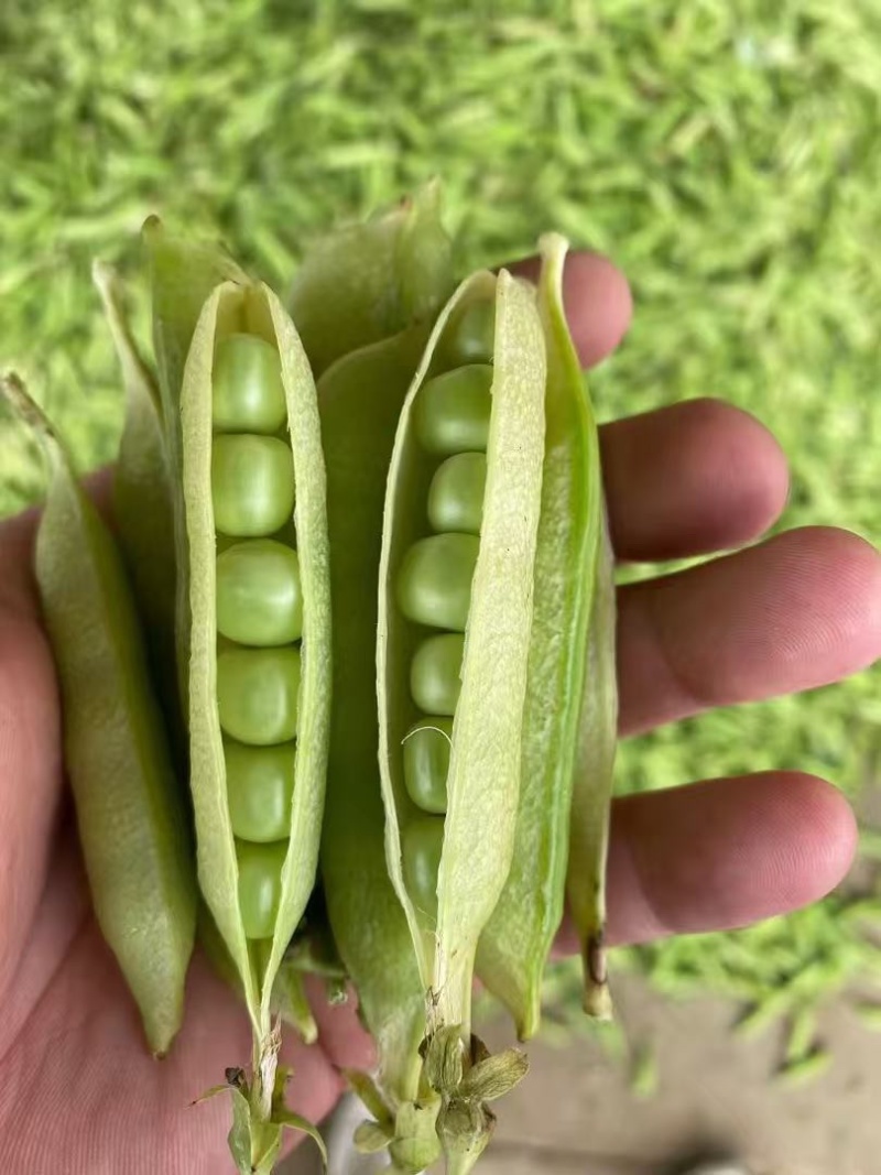豌豆荚、豌豆，中豌6号，9号，11号，大量供应市场、电商