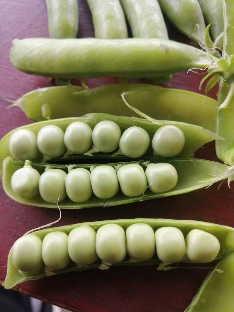 豌豆荚、豌豆，中豌6号，9号，11号，大量供应市场、电商