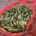 豌豆荚、豌豆，中豌6号，9号，11号，大量供应市场、电商