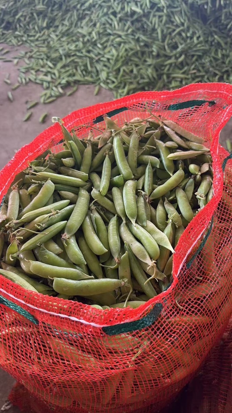 豌豆荚、豌豆，中豌6号，9号，11号，大量供应市场、电商