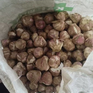 蒜头，新蒜头，紫皮大蒜，大量供应，一手货源