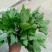 灰灰菜