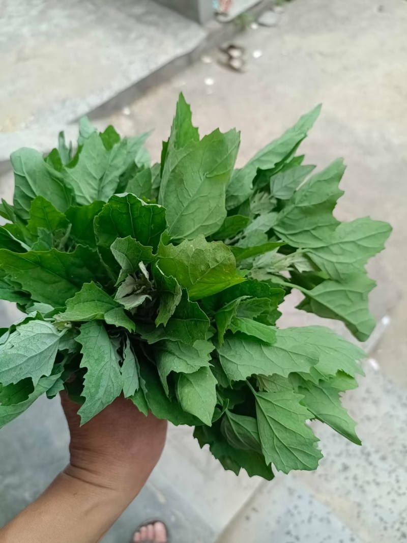 灰灰菜