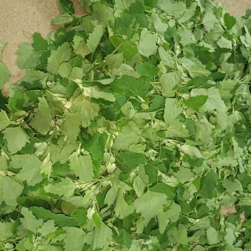 灰灰菜
