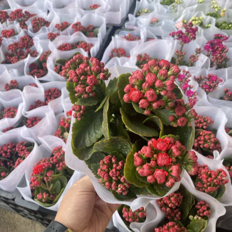 长寿花