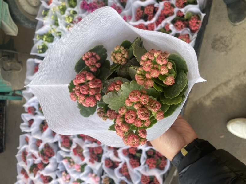 长寿花
