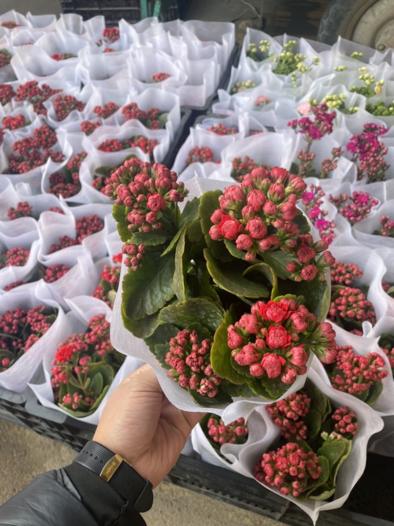 长寿花