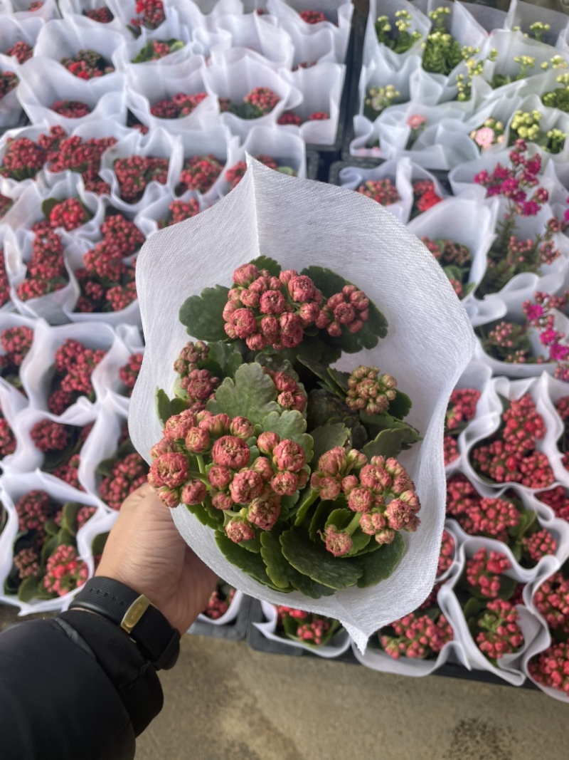 长寿花