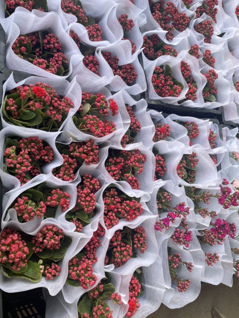 长寿花