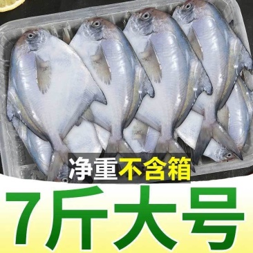 包邮）特大银鲳鱼新鲜深海白鲳鱼平鱼昌鱼海鲜水产鲜活鱼类