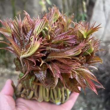山东头茬香椿芽大量上市，现掰现发，量大从优，欢迎采购