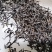 工夫红茶英红工夫利川红金观音红茶批发湖北恩施利川
