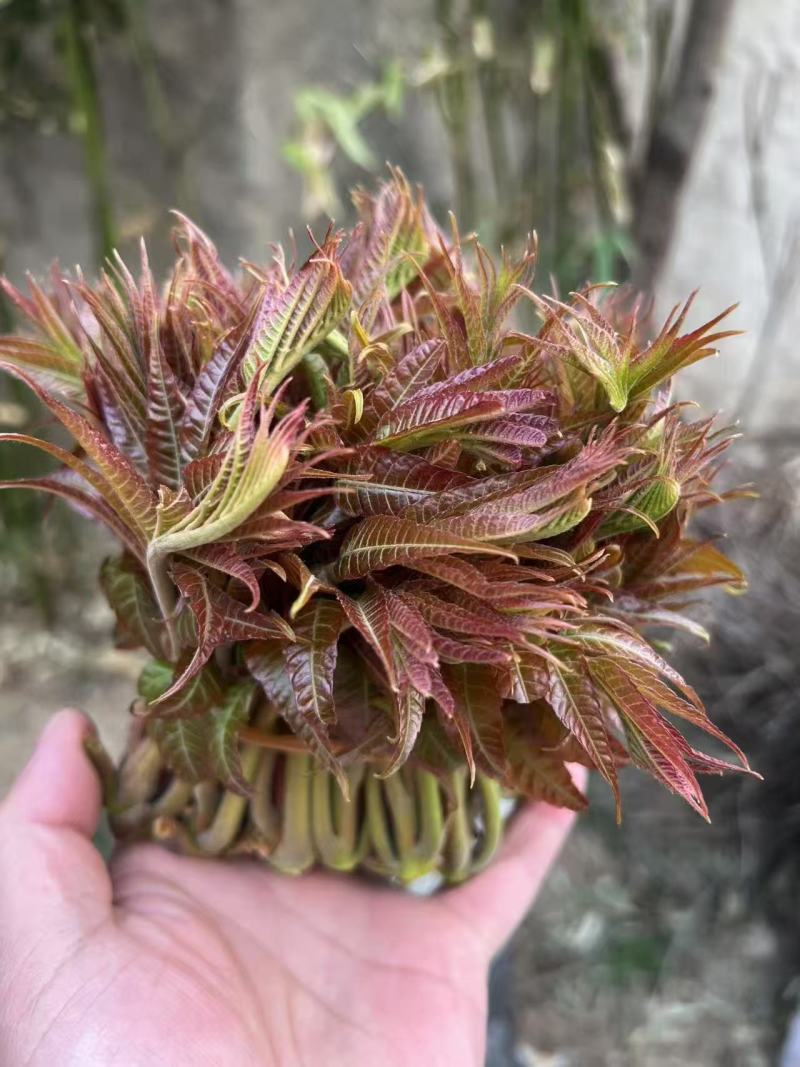 山东头茬香椿芽大量上市，现掰现发，量大从优，欢迎采购