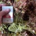 山东头茬香椿芽大量上市，现掰现发，量大从优，欢迎采购