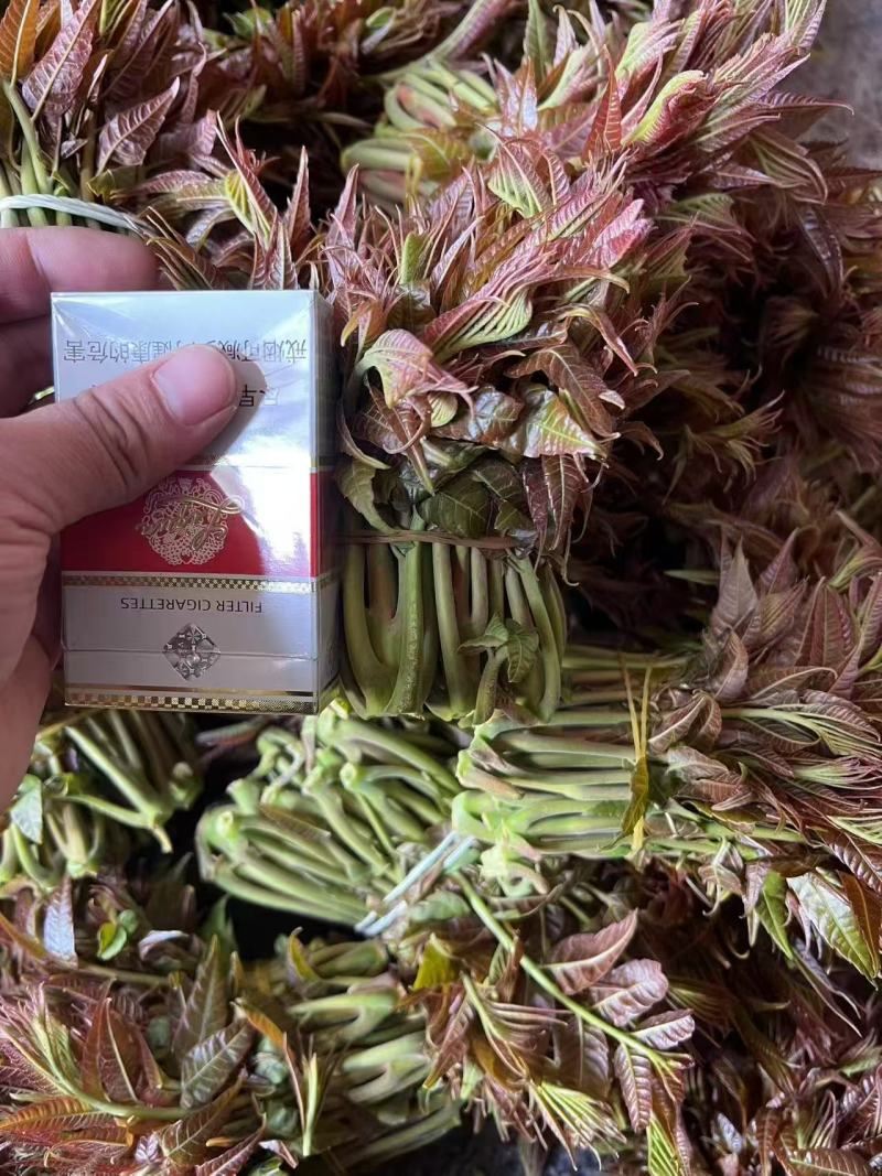 山东头茬香椿芽大量上市，现掰现发，量大从优，欢迎采购
