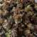 山东头茬香椿芽大量上市，现掰现发，量大从优，欢迎采购