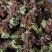 山东头茬香椿芽大量上市，现掰现发，量大从优，欢迎采购