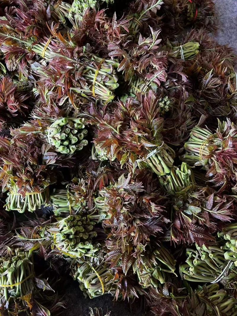 山东头茬香椿芽大量上市，现掰现发，量大从优，欢迎采购