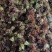 山东头茬香椿芽大量上市，现掰现发，量大从优，欢迎采购