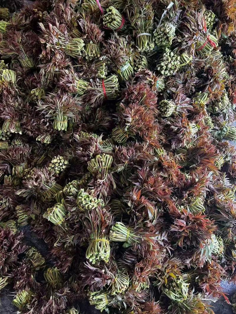 山东头茬香椿芽大量上市，现掰现发，量大从优，欢迎采购