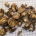 羌活统甘肃家中羌活关书药业批发中药材1000g起批