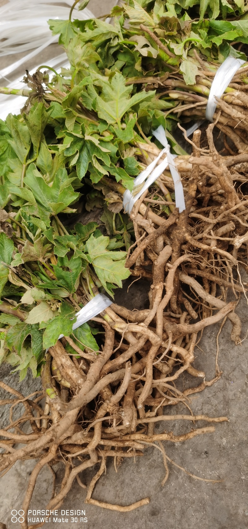 大通草苗